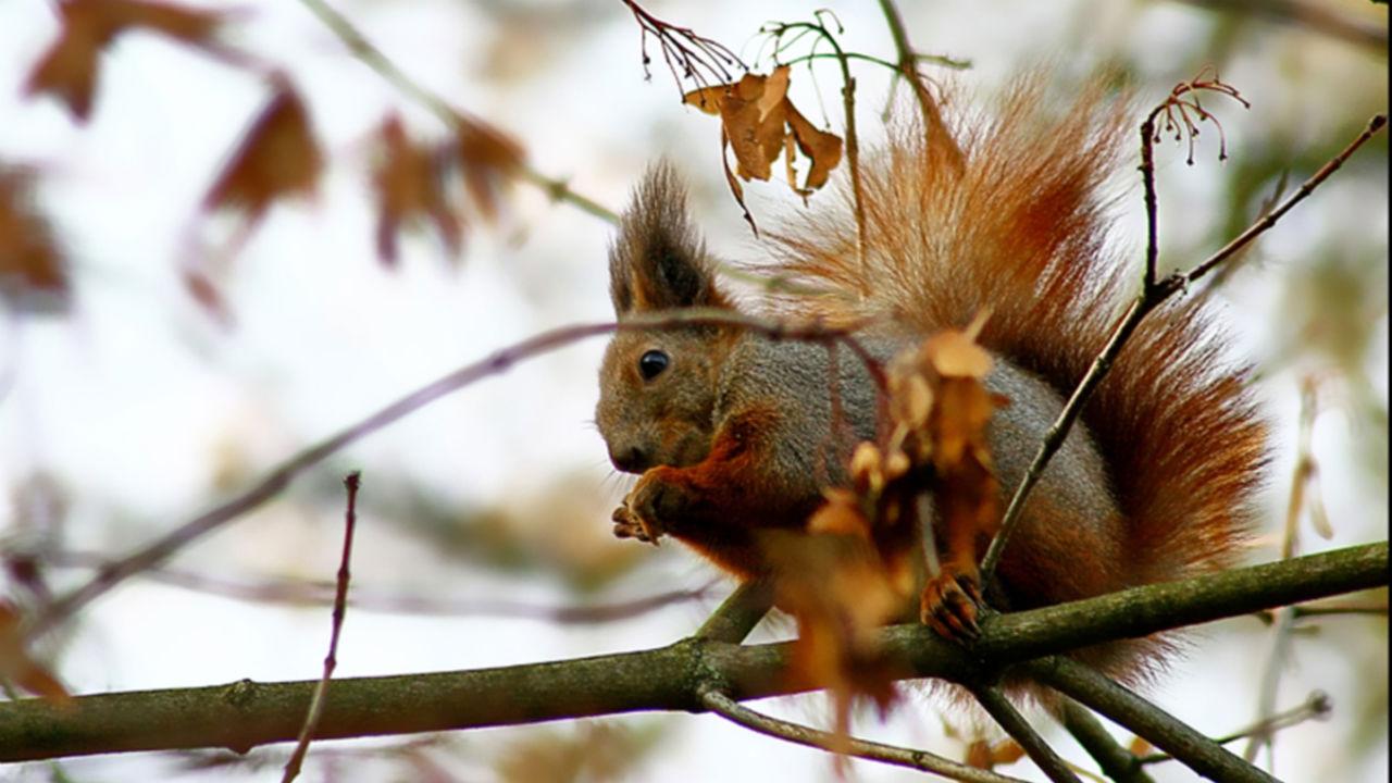 Egern med en nød i et træ