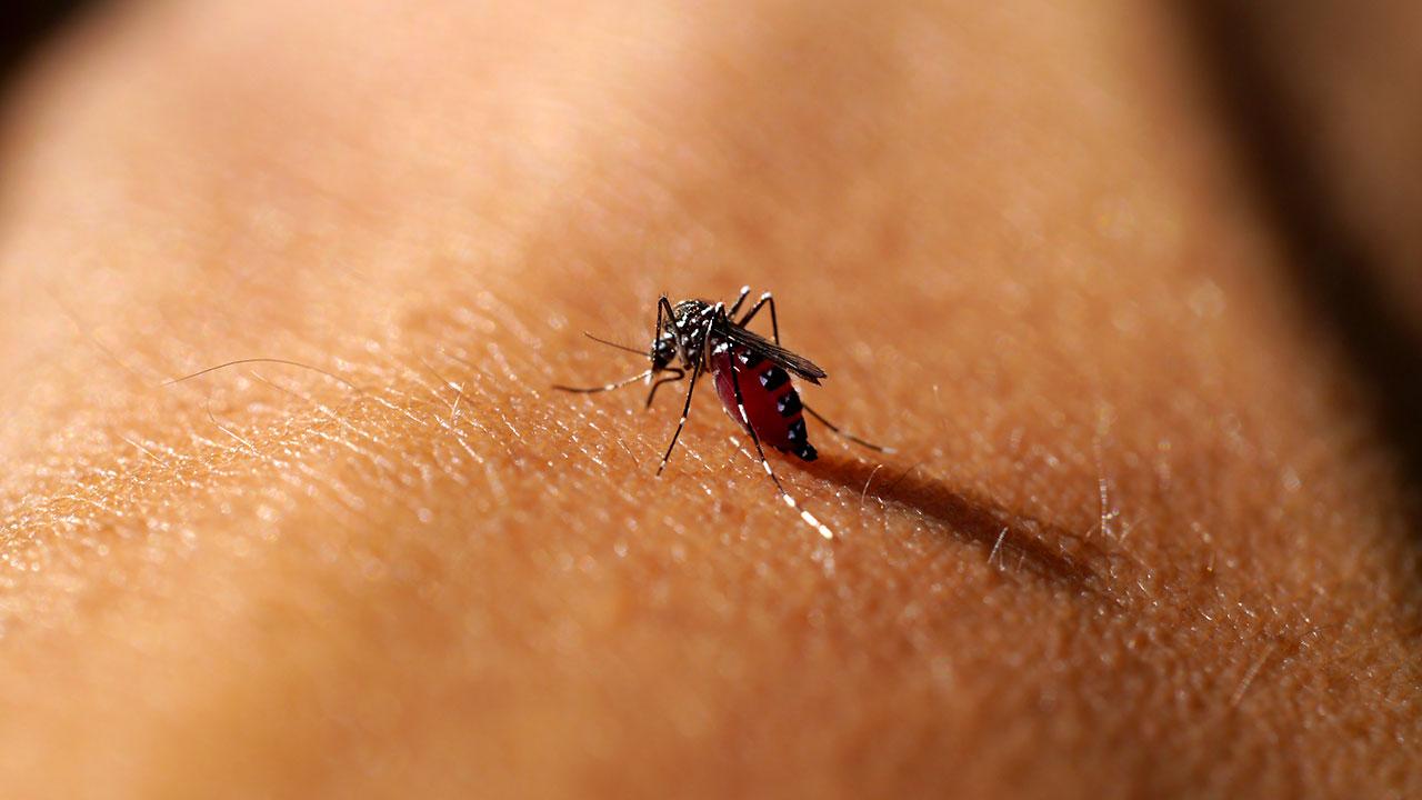 Myg sidder på hud og suger blod.